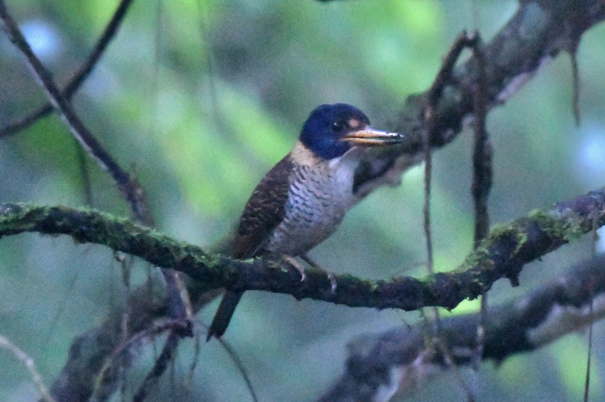 Scaly-breasted Kingfisher - ML627790047