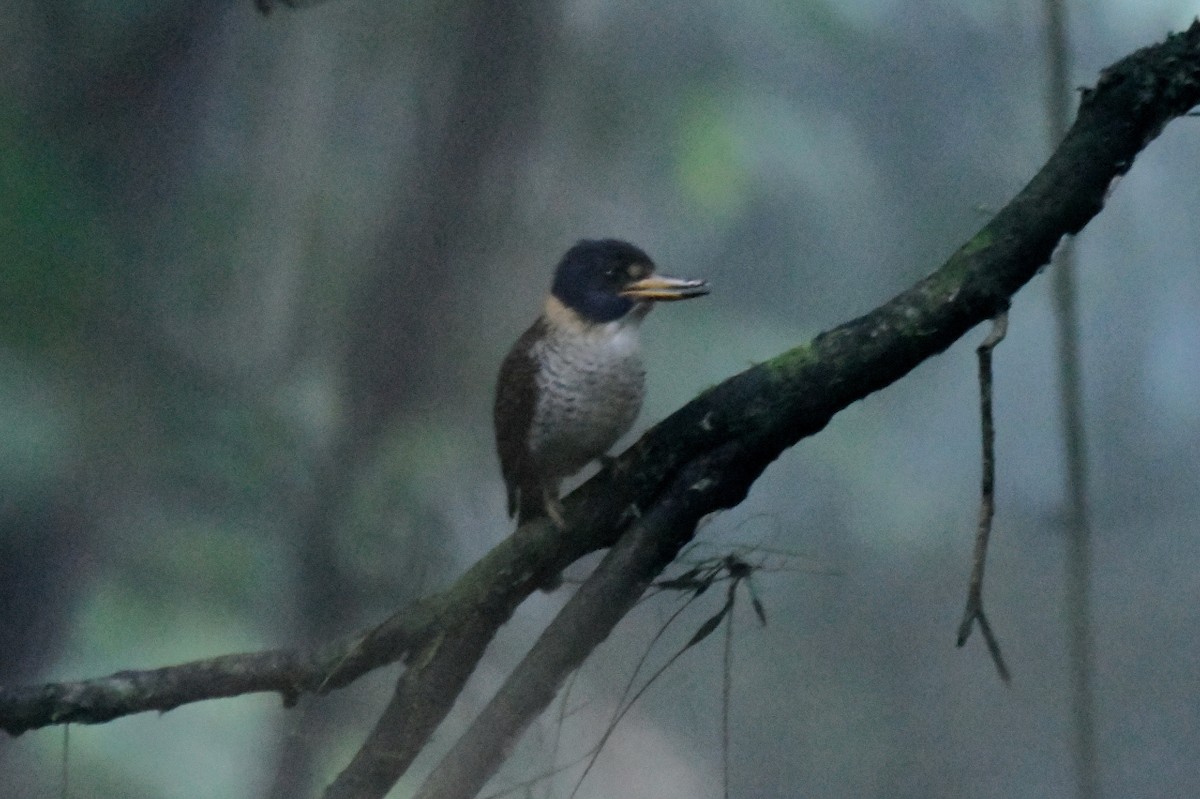 Scaly-breasted Kingfisher - ML627790048