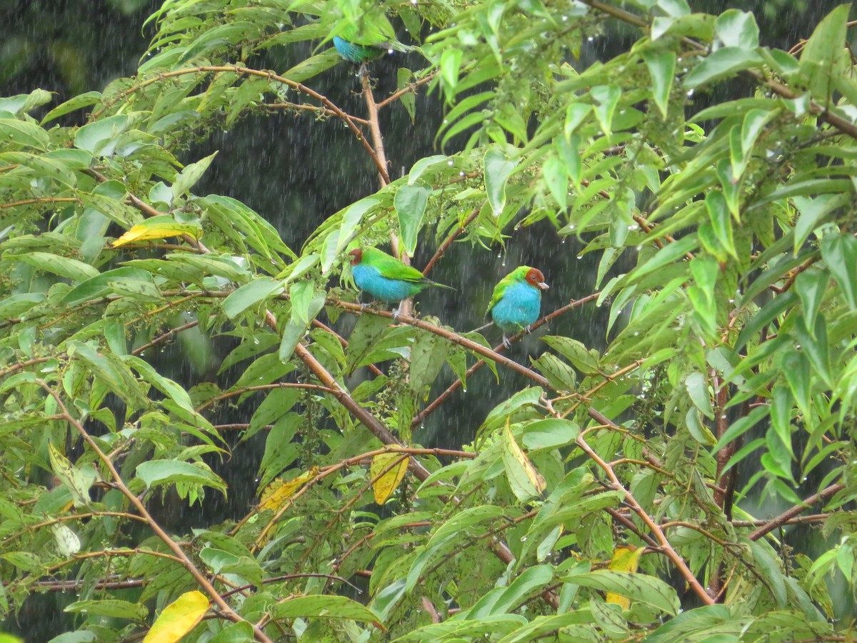 Bay-headed Tanager - ML627790075