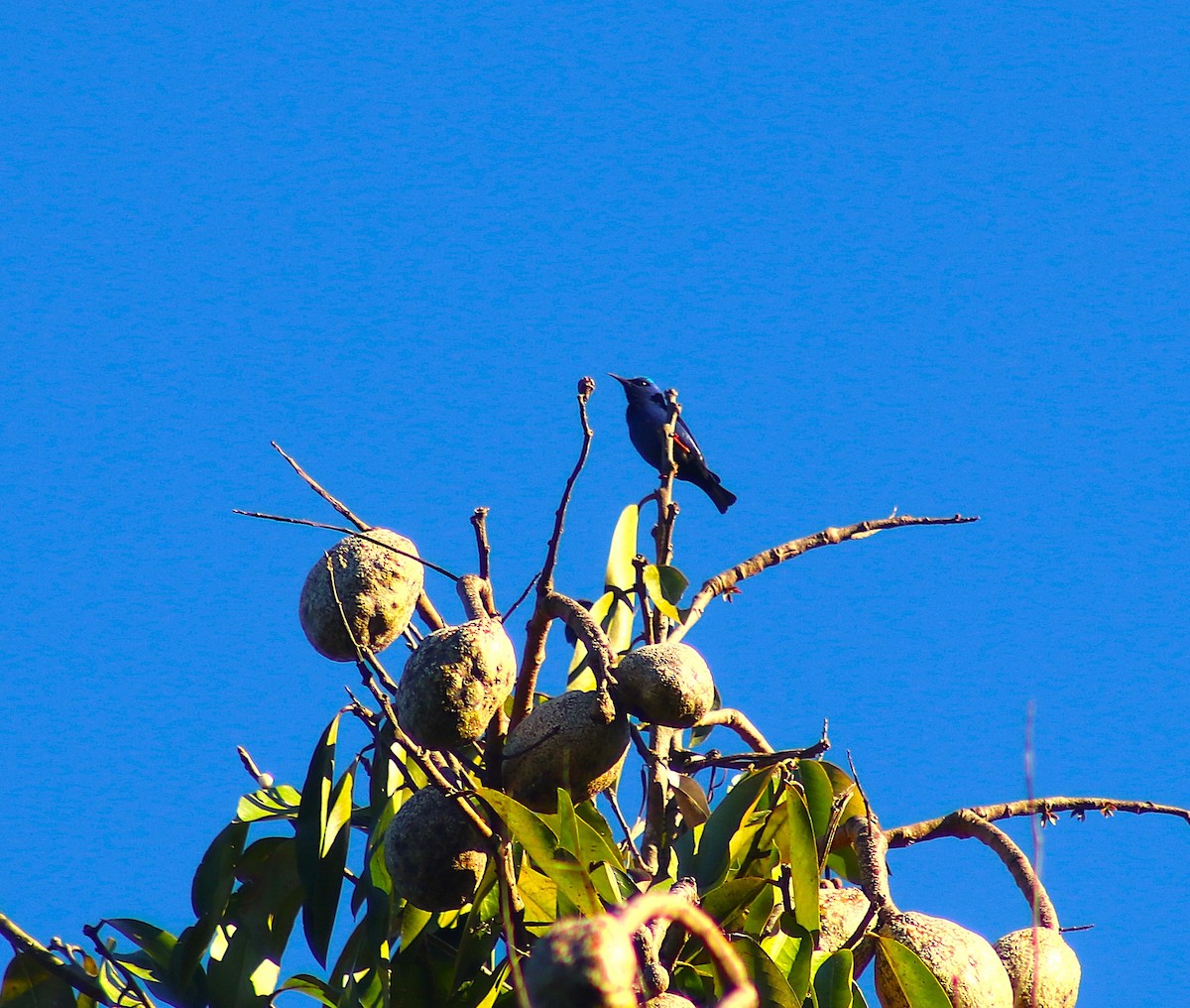 Red-legged Honeycreeper - ML627790089