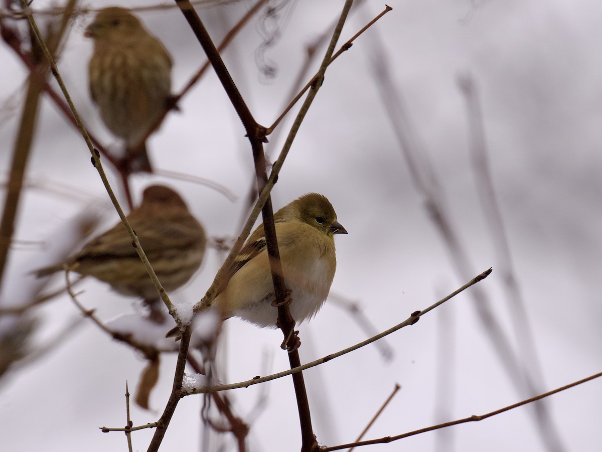 American Goldfinch - ML627790156