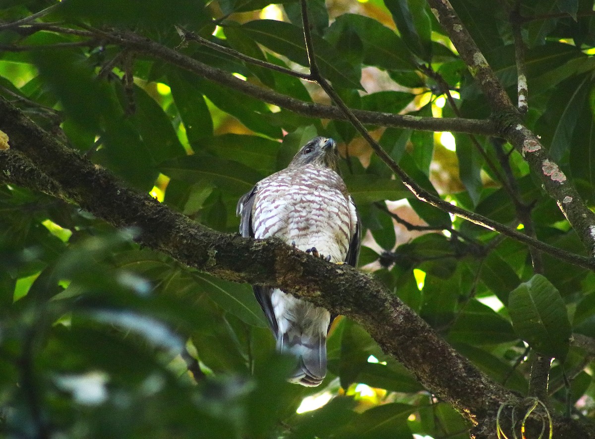 Broad-winged Hawk - ML627790170