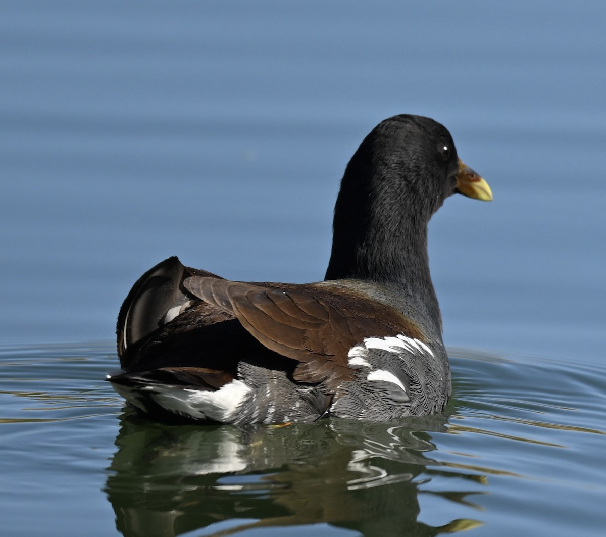 Common Gallinule - ML627790214