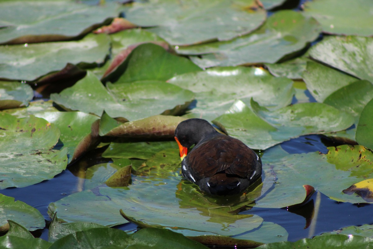 Common Gallinule - ML627790283