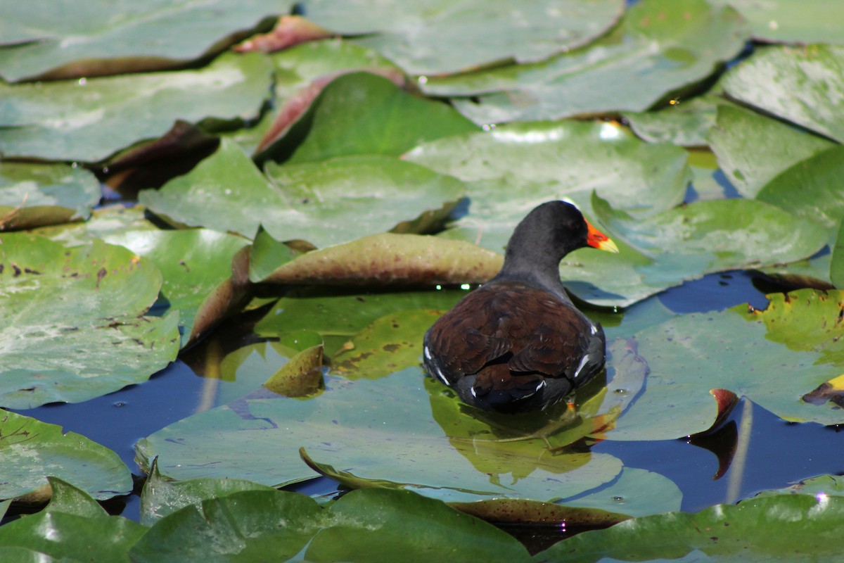 Common Gallinule - ML627790284