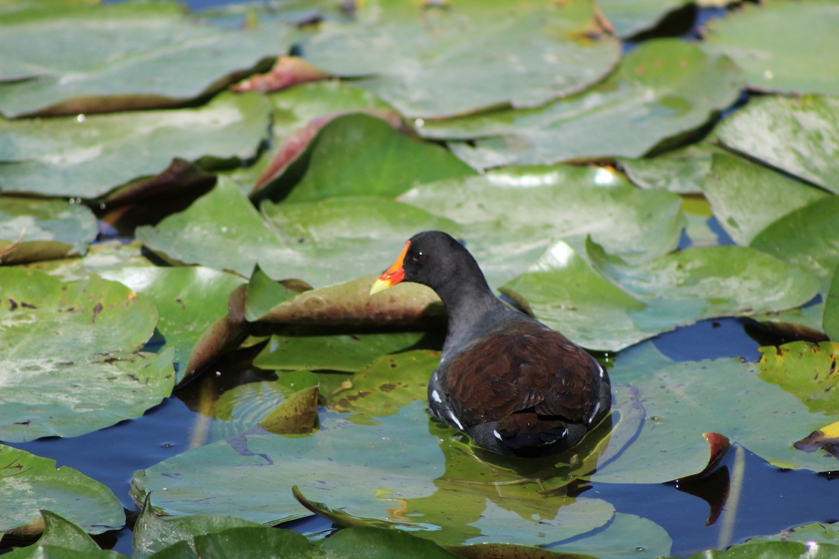 Common Gallinule - ML627790285