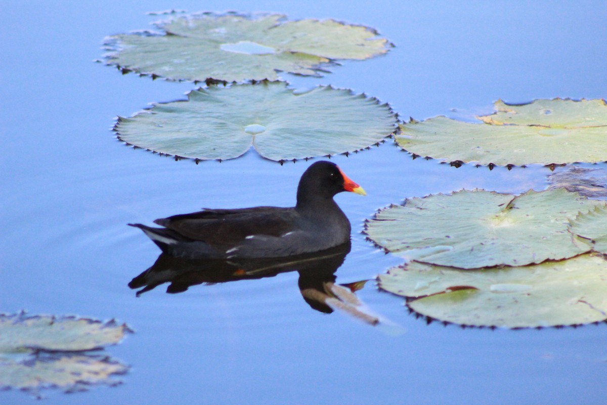 Common Gallinule - ML627790286