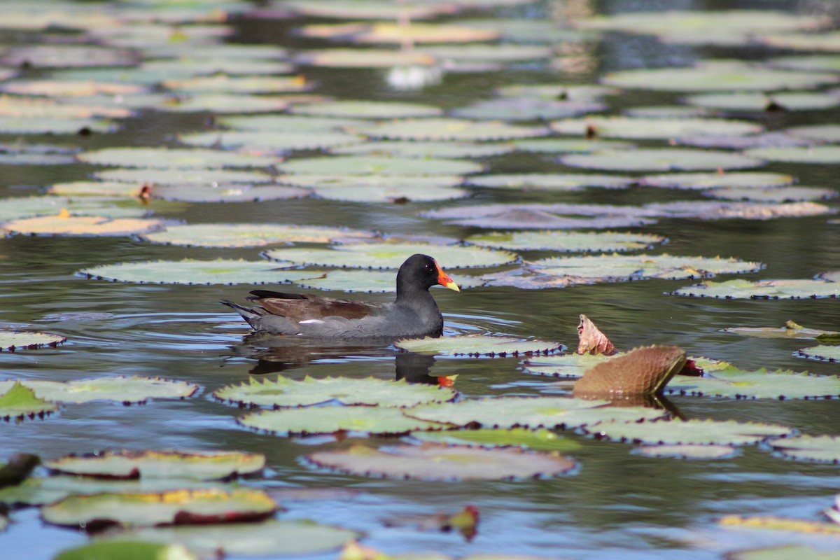 Common Gallinule - ML627790287