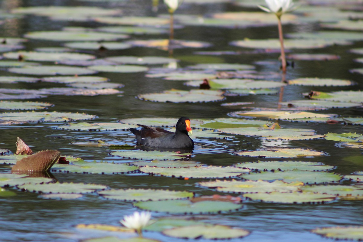 Common Gallinule - ML627790288