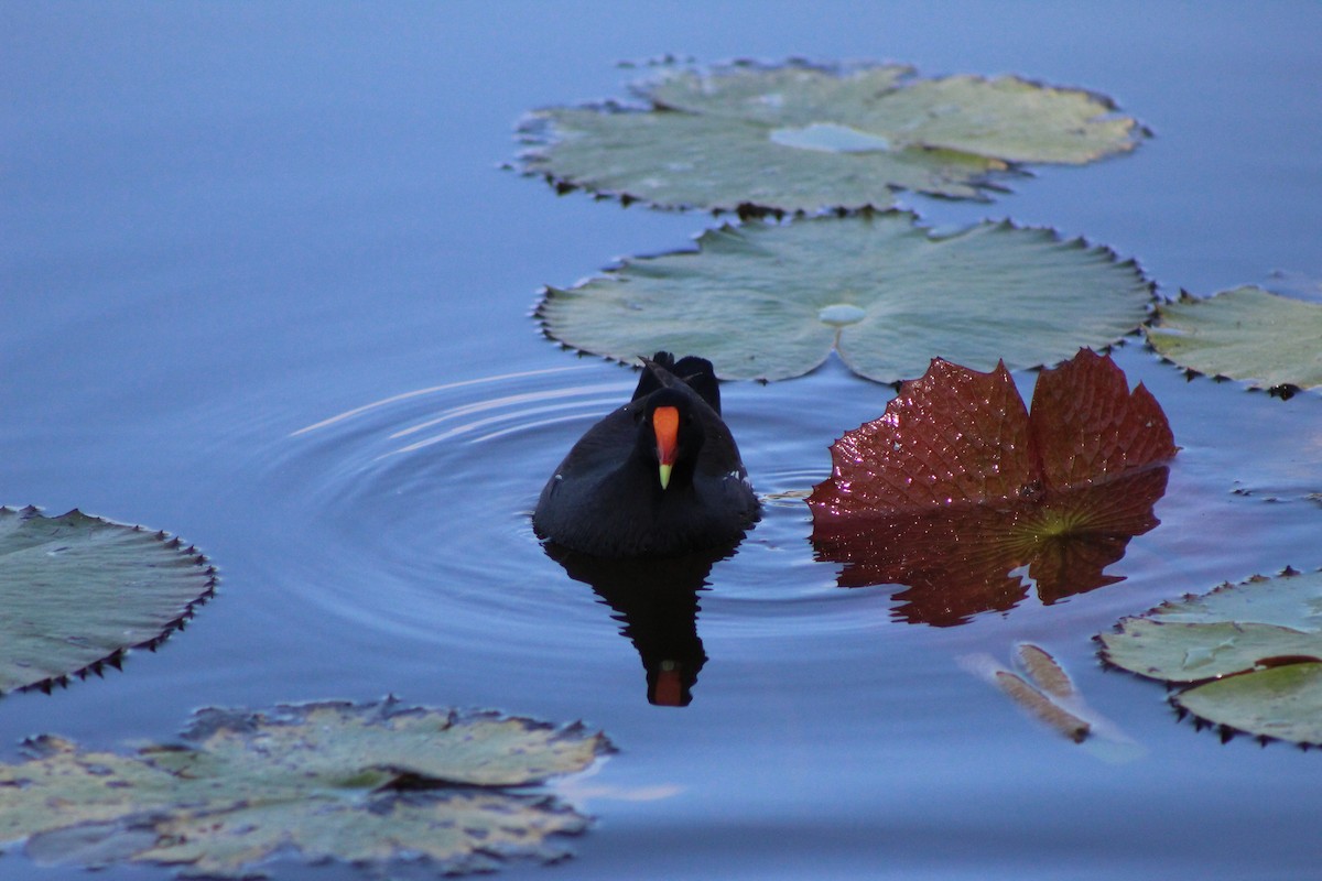 Common Gallinule - ML627790289