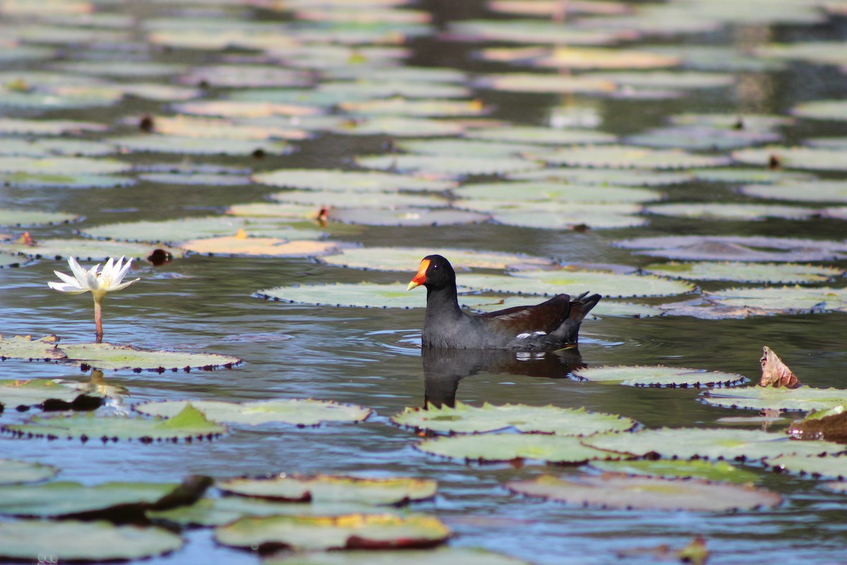 Common Gallinule - ML627790290