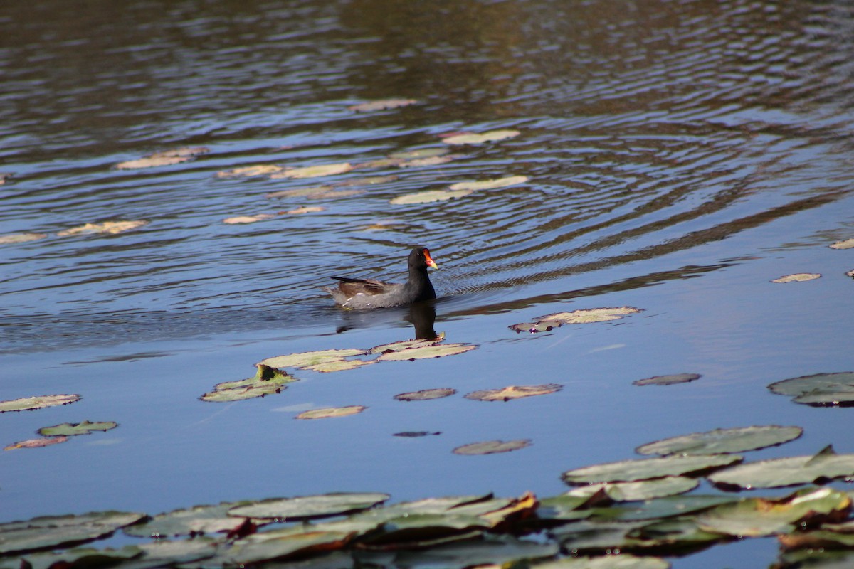 Common Gallinule - ML627790291