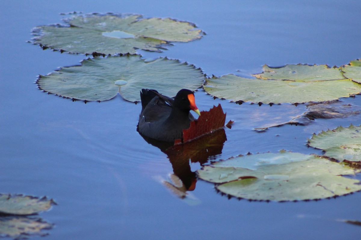 Common Gallinule - ML627790292