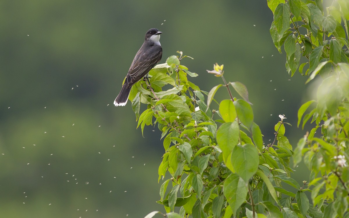 Eastern Kingbird - ML62779031