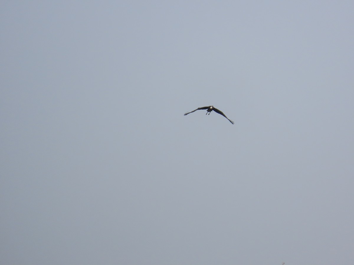 Asian Woolly-necked Stork - ML627790326