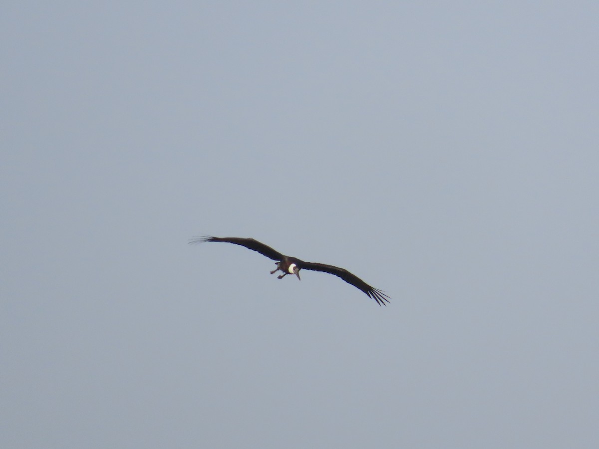 Asian Woolly-necked Stork - ML627790331