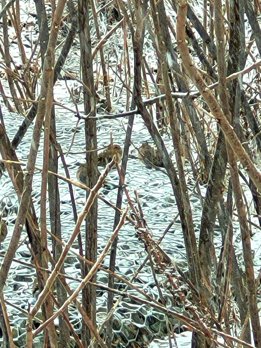 Mourning Dove - ML627790400