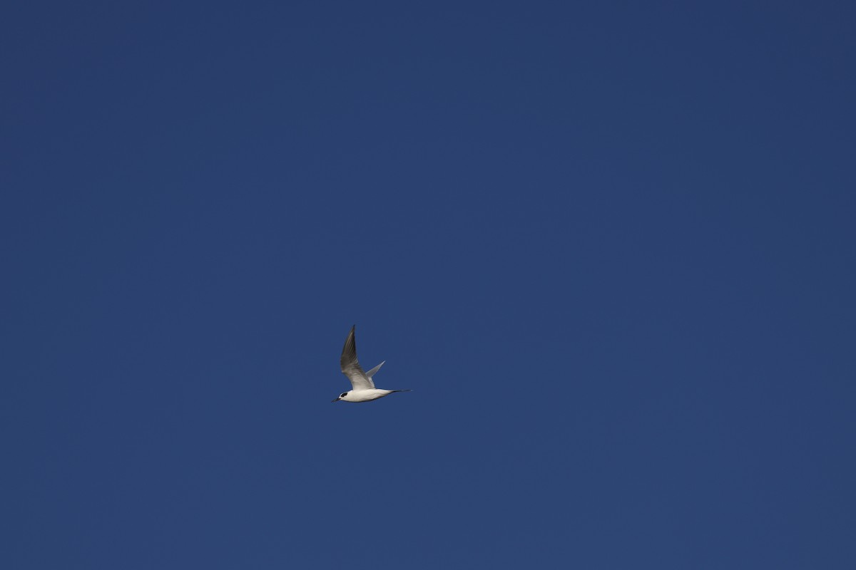 Forster's Tern - ML627790439