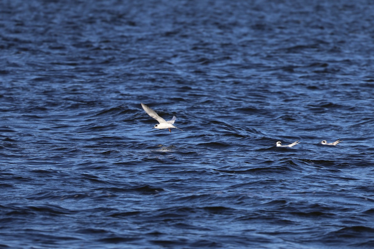 Forster's Tern - ML627790447