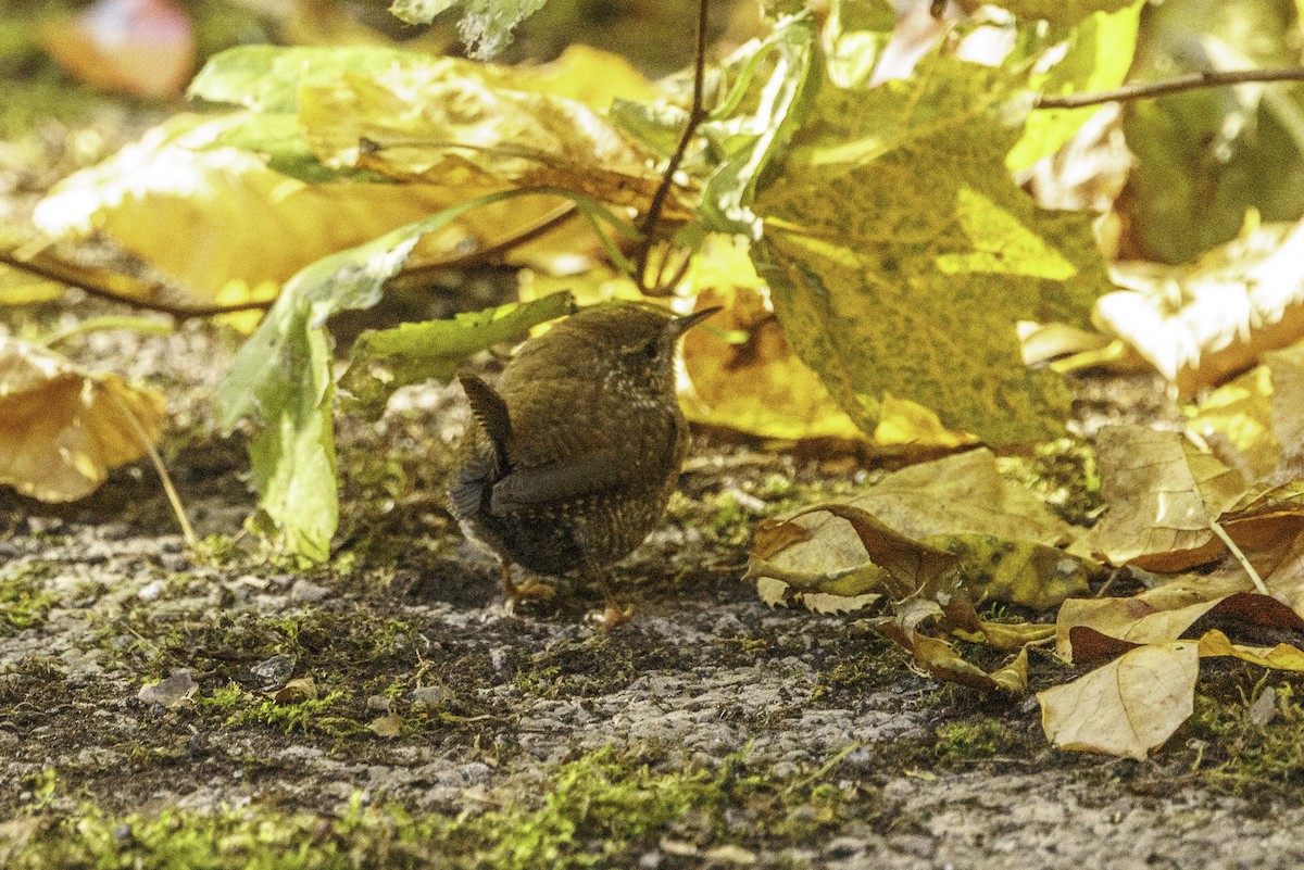 Winter Wren - ML627790453