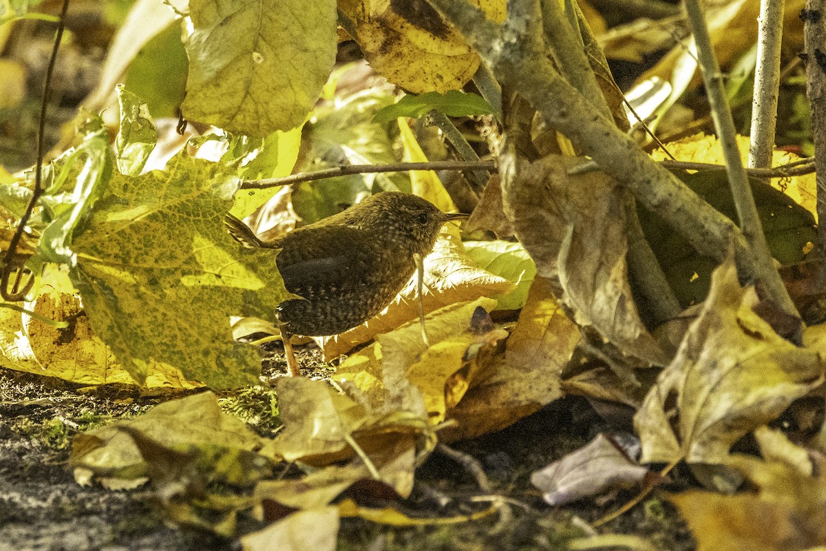 Winter Wren - ML627790454