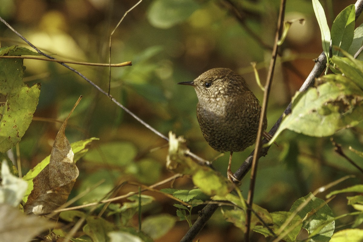 Winter Wren - ML627790457