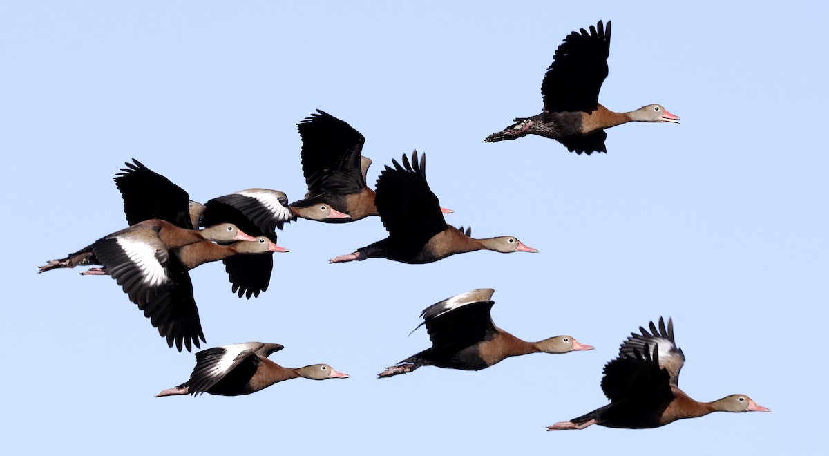 Black-bellied Whistling-Duck - ML627790463