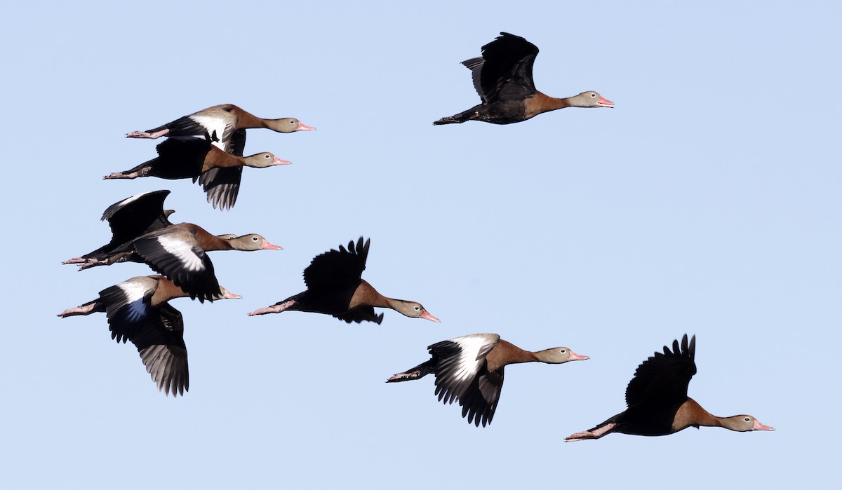 Black-bellied Whistling-Duck - ML627790464