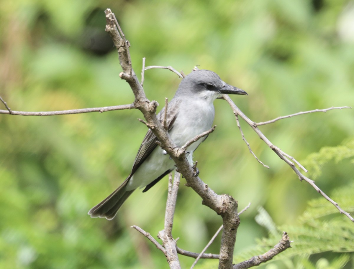 Gray Kingbird - ML627790500