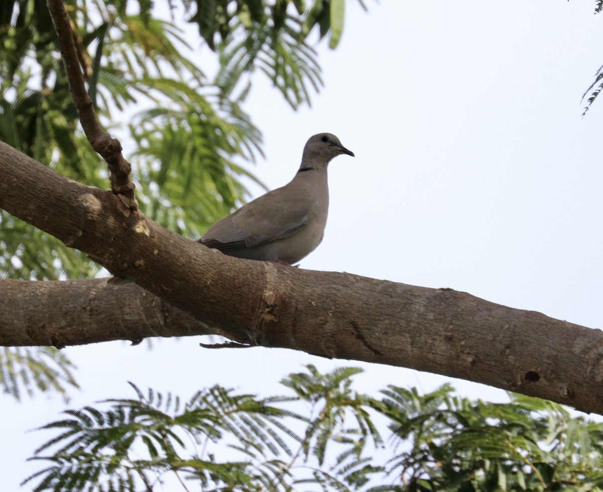 Eurasian Collared-Dove - ML627790527