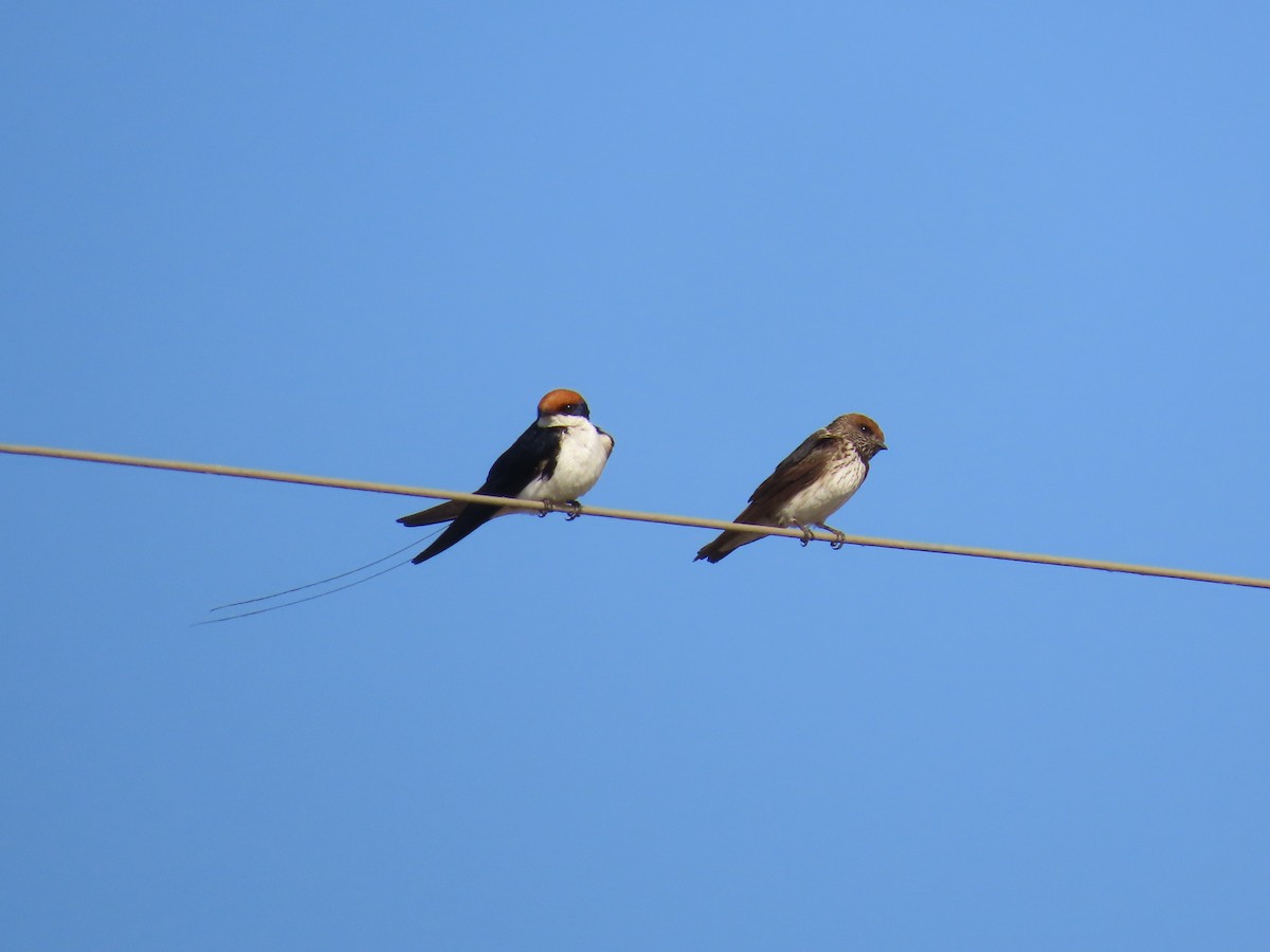 Wire-tailed Swallow - ML627790566