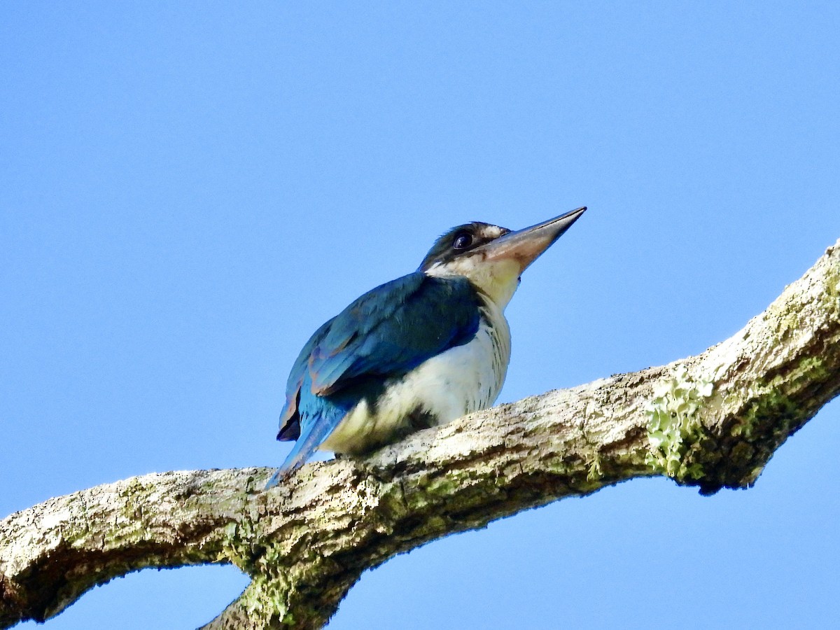 Torresian Kingfisher - ML627790567