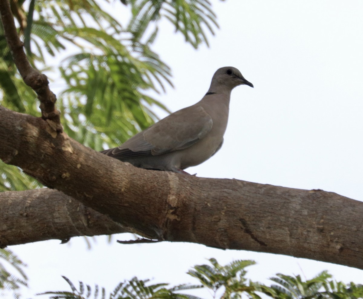 Eurasian Collared-Dove - ML627790569