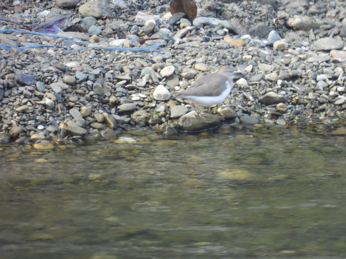 Common Sandpiper - ML627790577