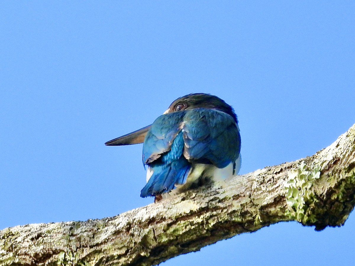 Torresian Kingfisher - ML627790586