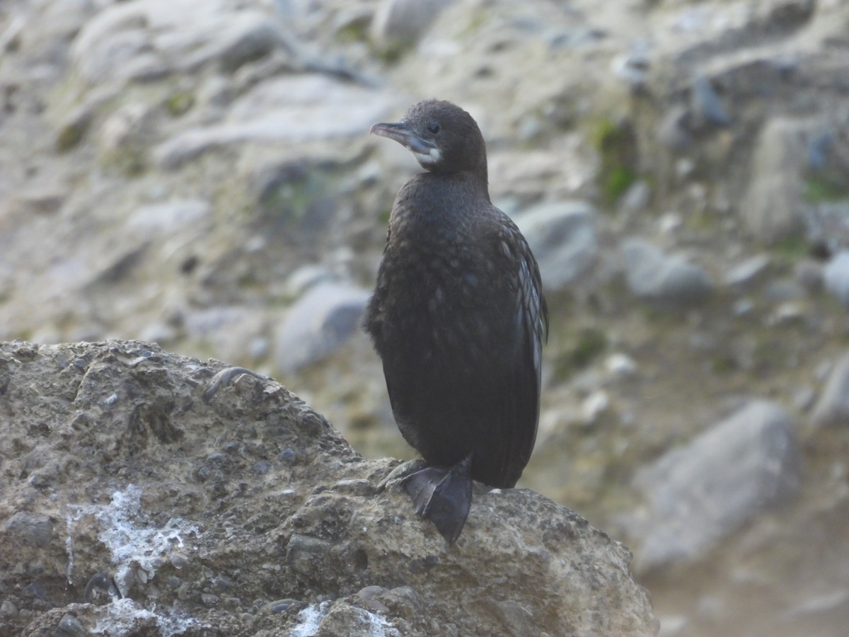 Little Cormorant - ML627790587