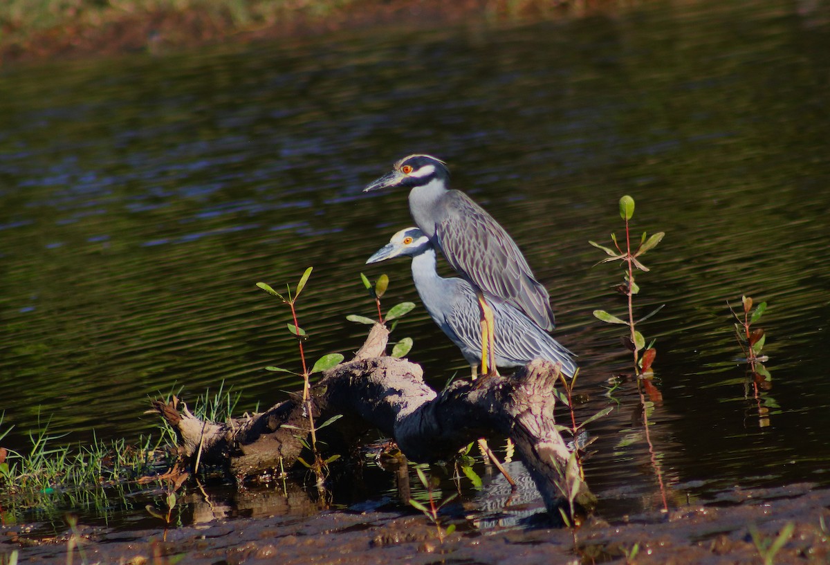 Yellow-crowned Night Heron - ML627790597