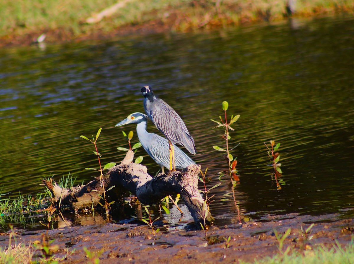 Yellow-crowned Night Heron - ML627790598