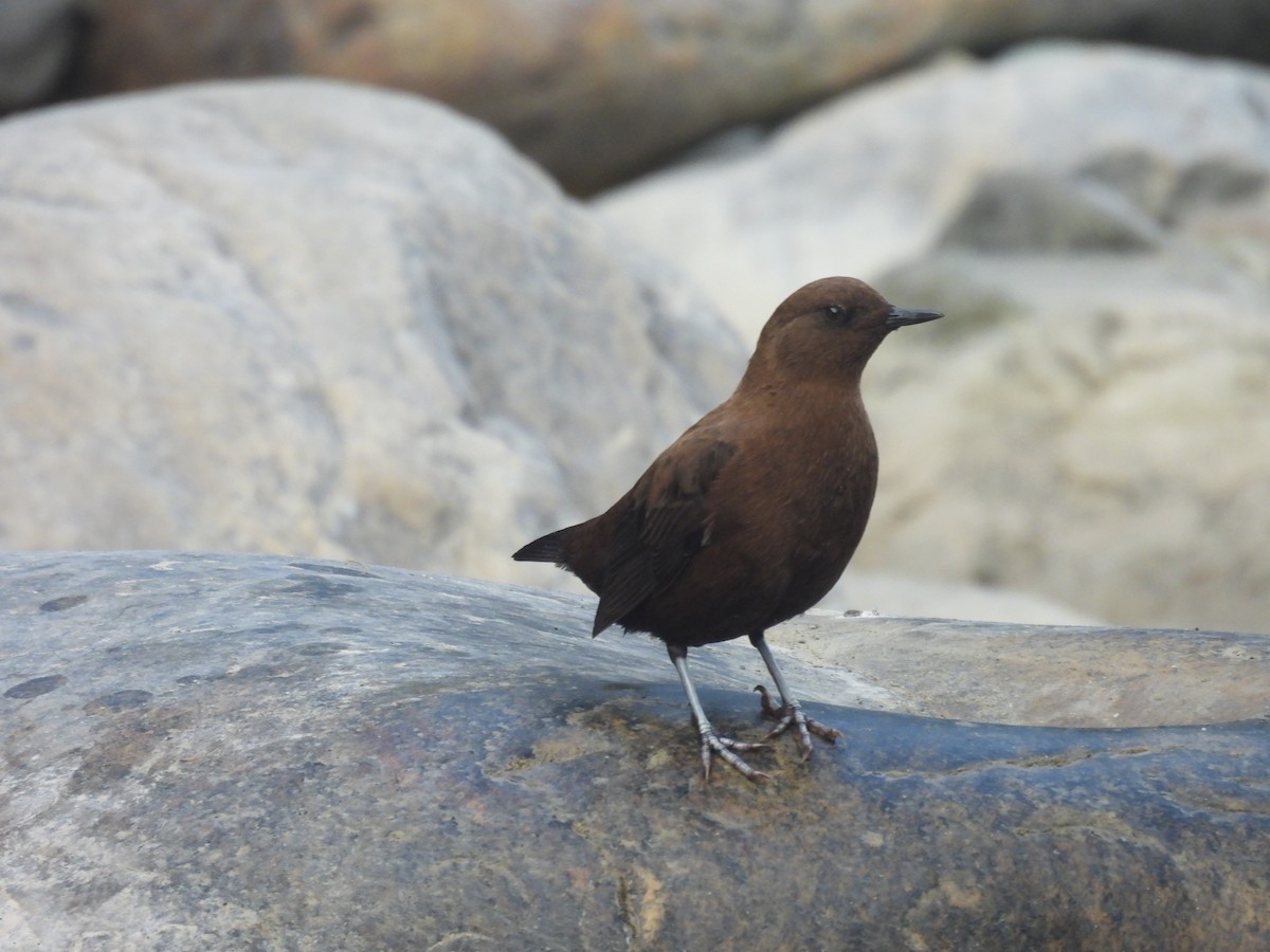 Brown Dipper - ML627790599