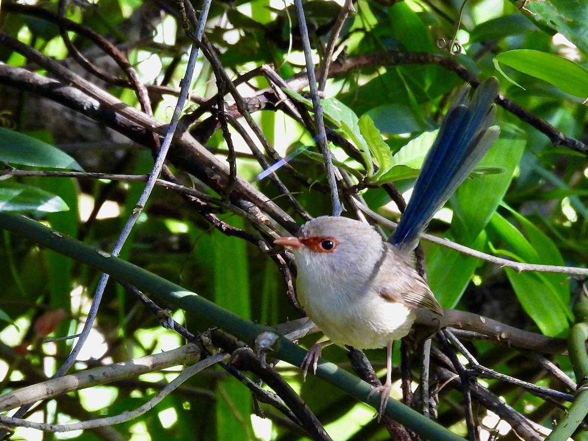 Variegated Fairywren - ML627790613