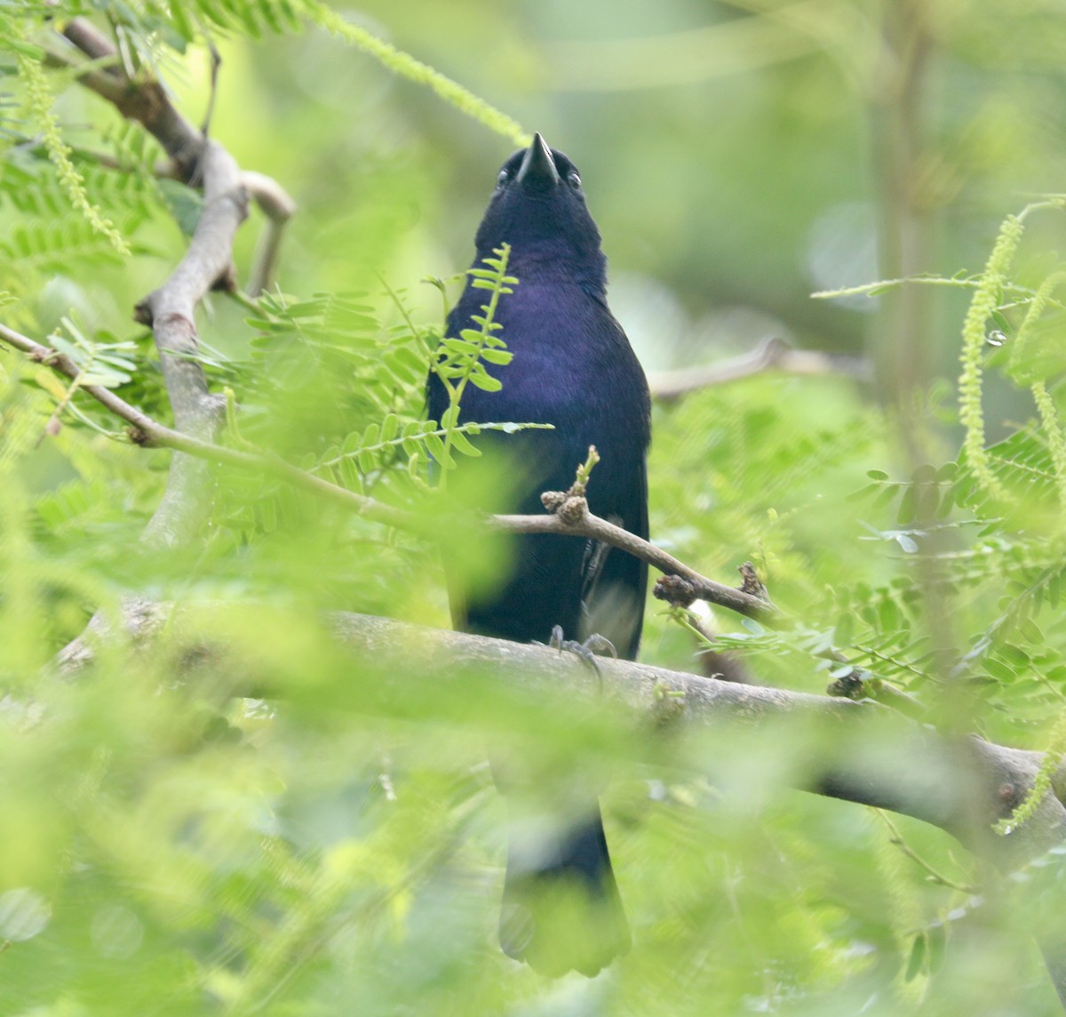 Shiny Cowbird - ML627790614