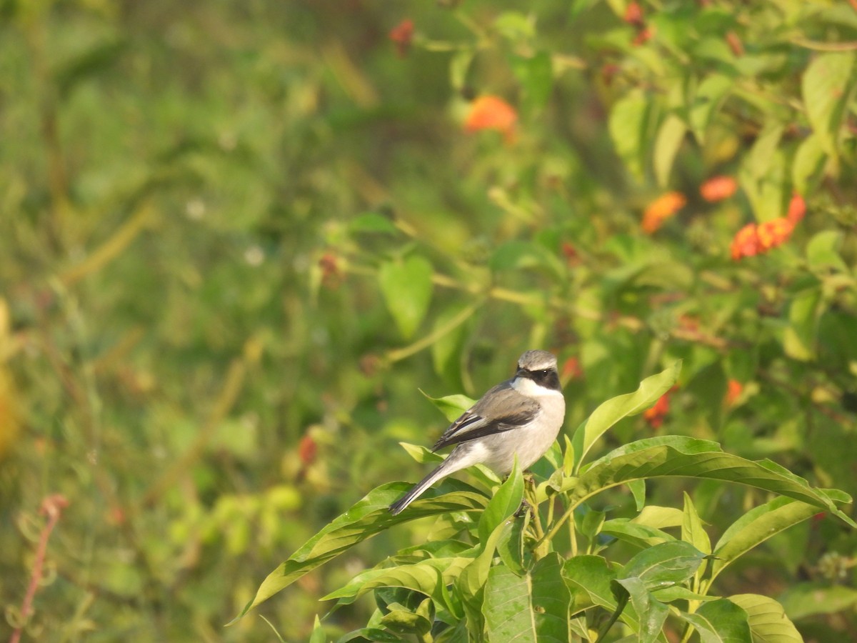 Gray Bushchat - ML627790635