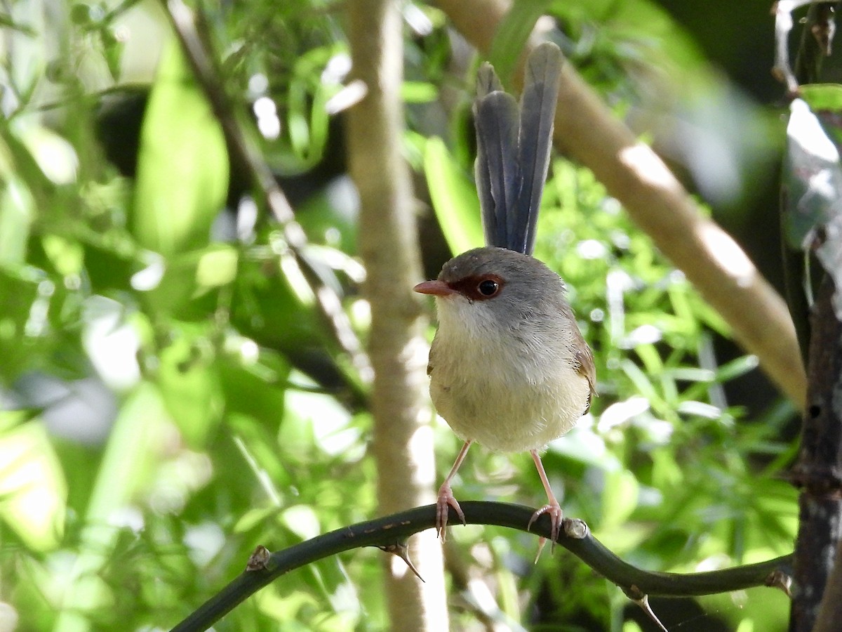 Variegated Fairywren - ML627790636