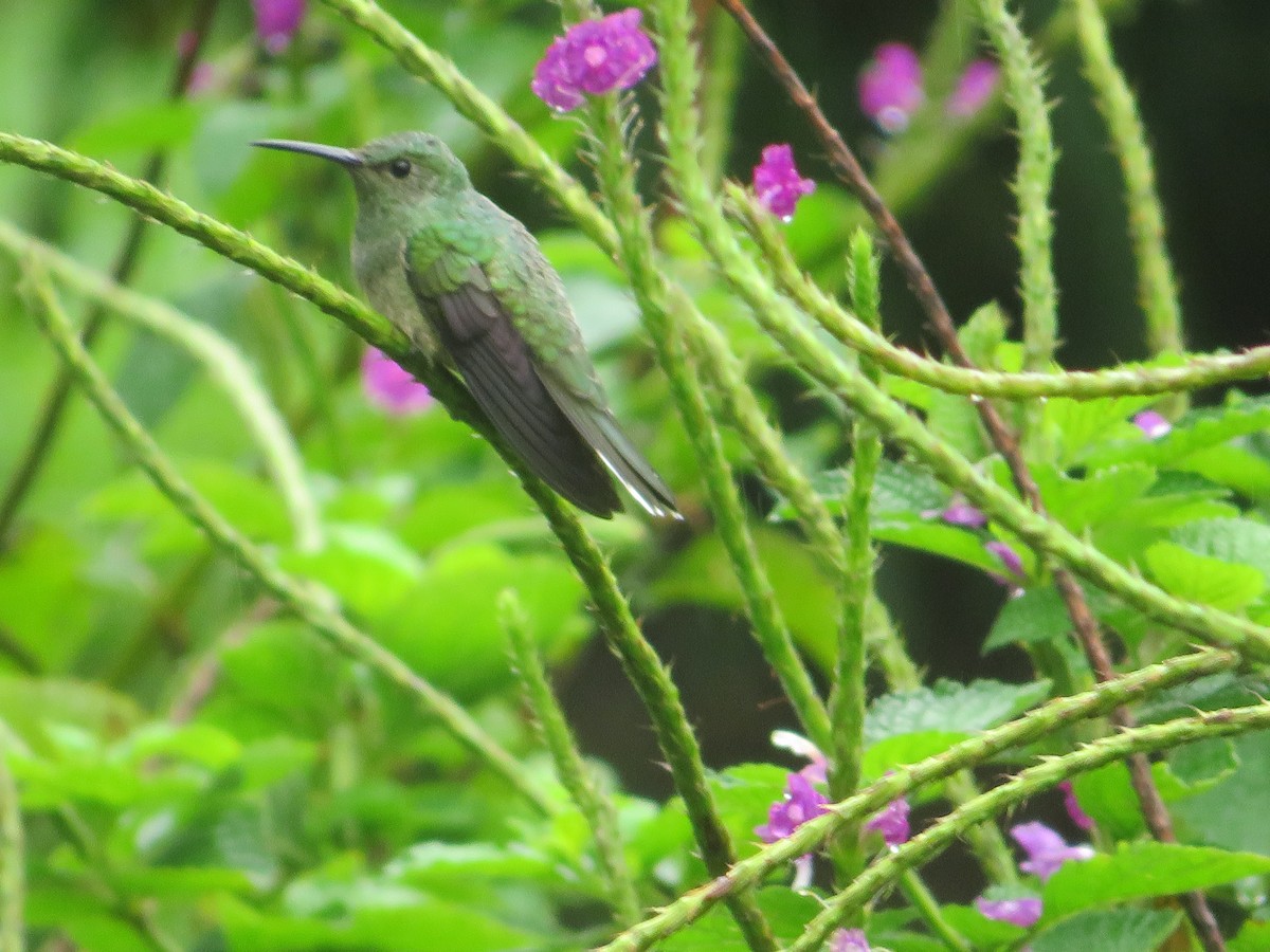 Colibri de Cuvier - ML627790637