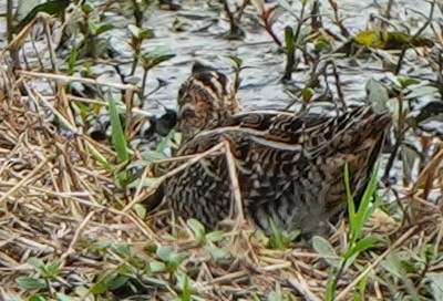 Wilson's Snipe - ML627790682