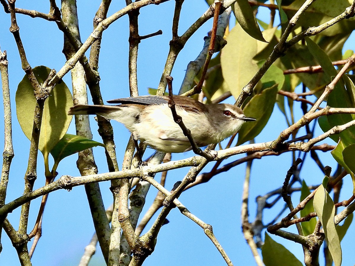 Mangrove Gerygone - ML627790689