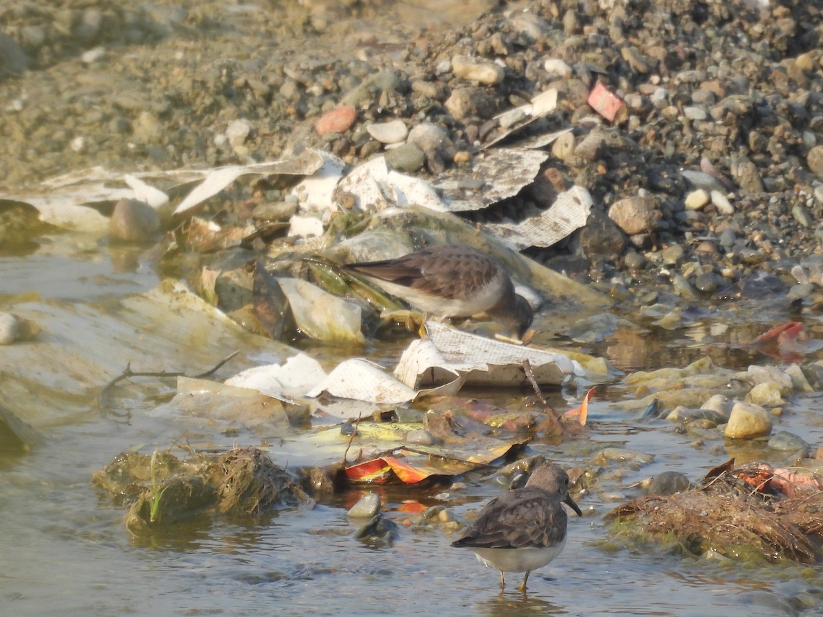 Temminck's Stint - ML627790707