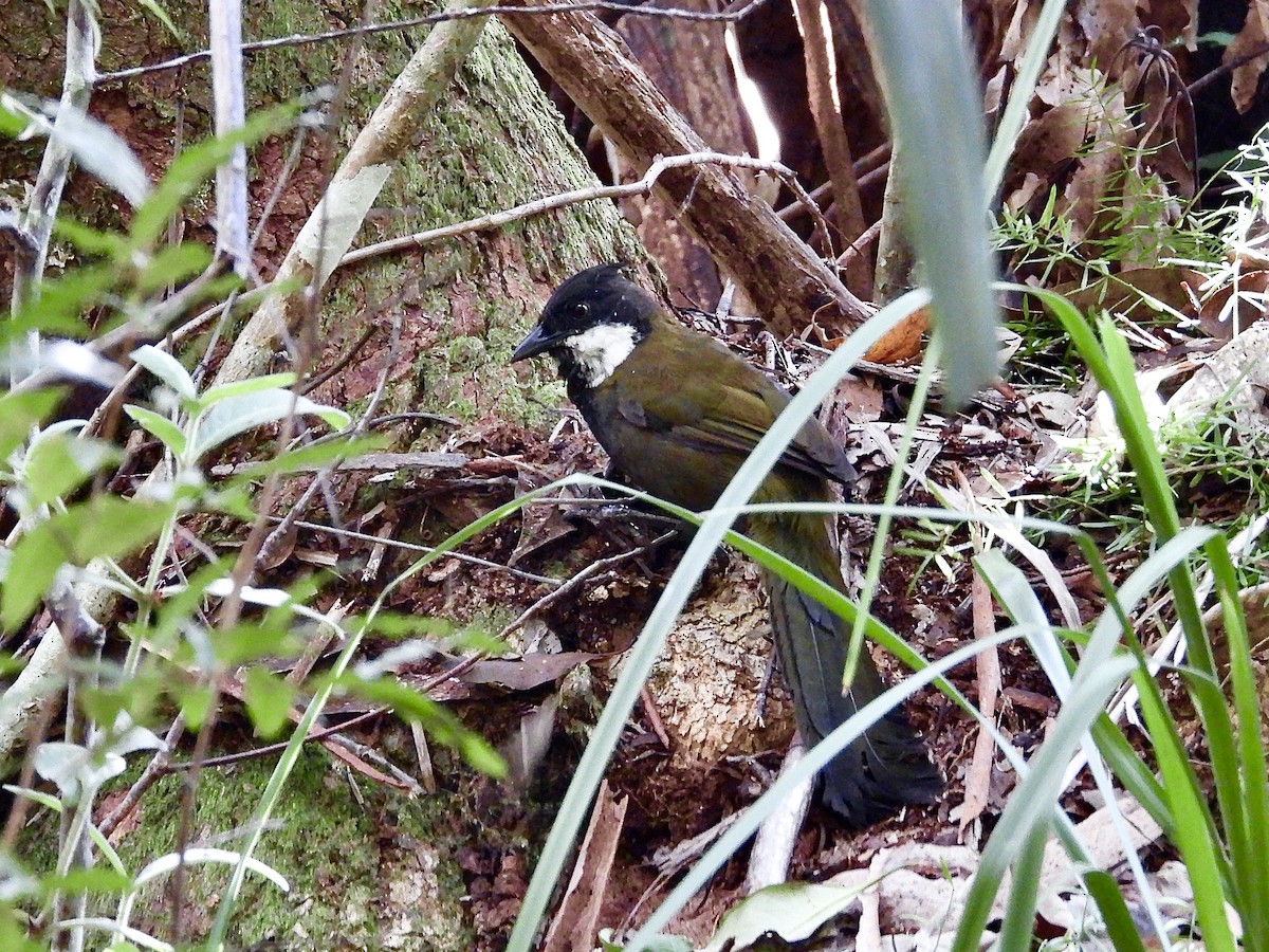 Eastern Whipbird - ML627790717