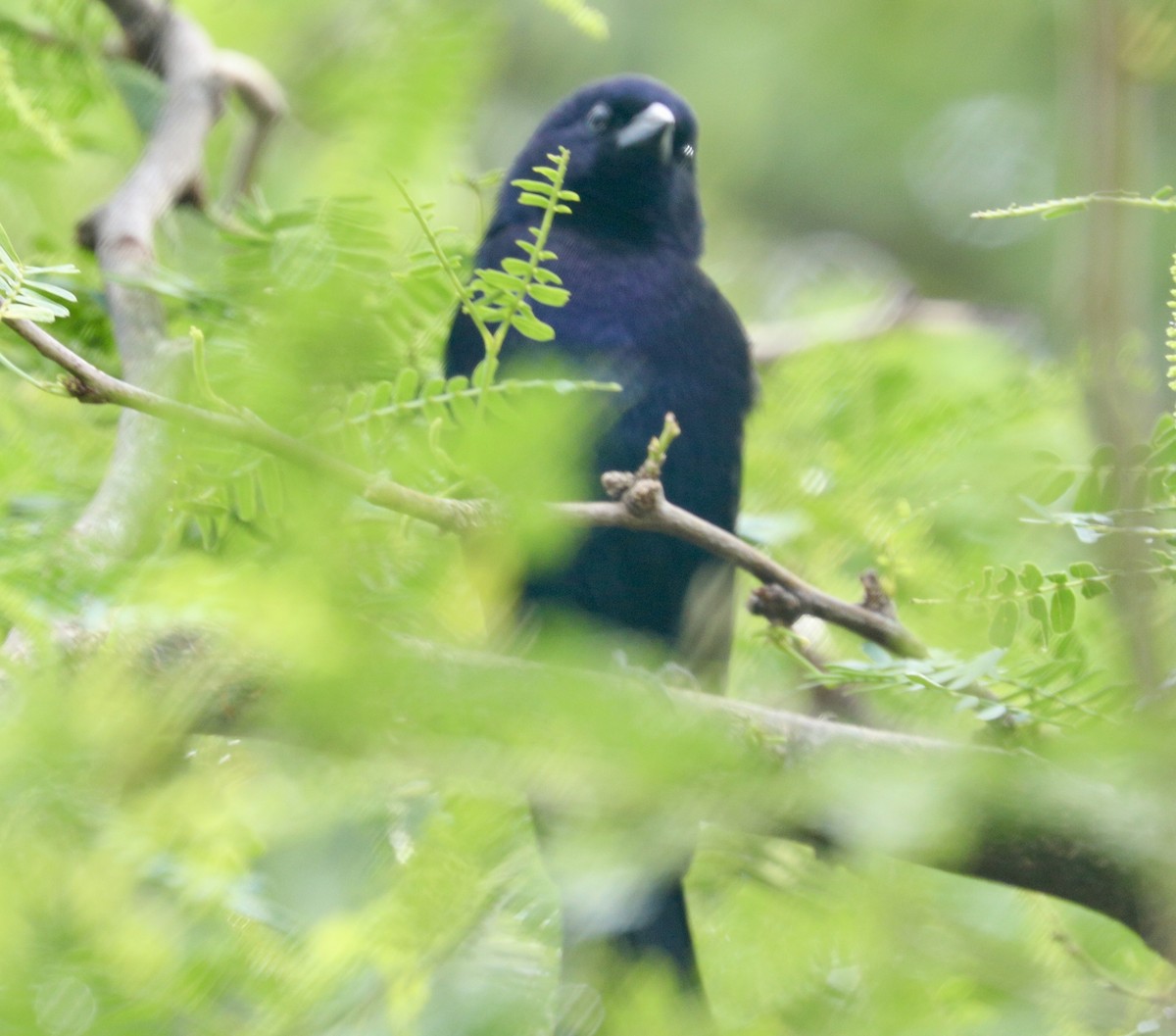 Shiny Cowbird - ML627790718