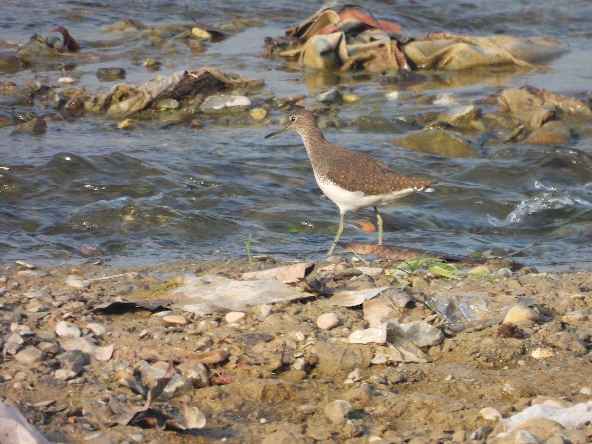 Common Sandpiper - ML627790729